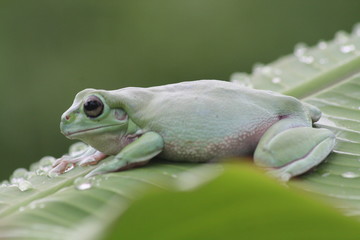 Dumpy frog on leaf with droplet