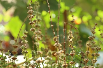 basil plant in garden
