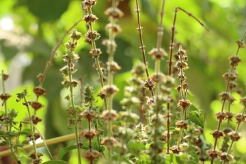 basil plant in garden