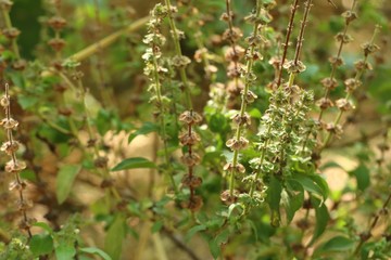 basil plant in garden
