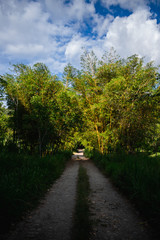 Bosque 