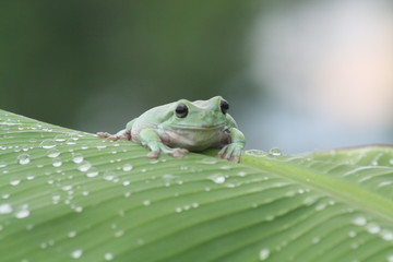 Dumpy frog and leaf with bokeh background