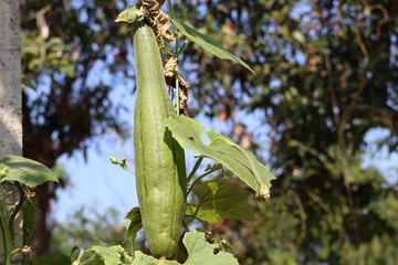 Zucchini tree in vine