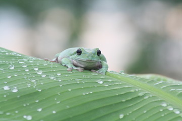 Dumpy frog on leaf and droplet with background bokeh