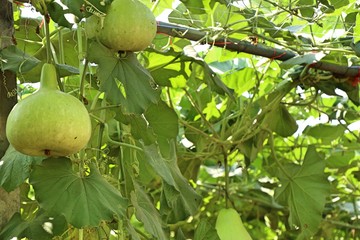 Calabash bottle gourds on a vine