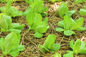 Early cabbage in farm