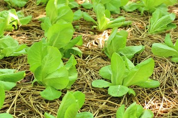 Early cabbage in farm