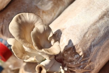 mushrooms cultivation in farm