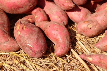 Sweet potato at street food