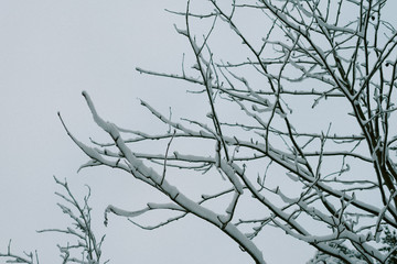 Ice on branches in sky