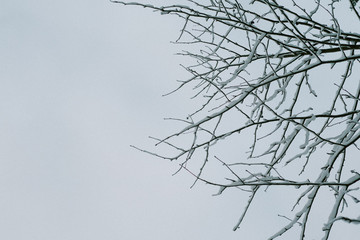 Ice on branches in sky