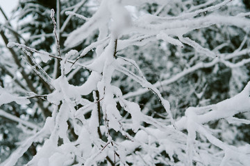 Snow on tree branch in forest 