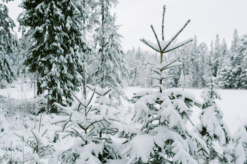 Snow on Christmas trees in forest 
