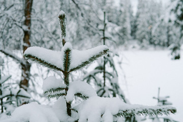 Snow on Christmas trees in forest 