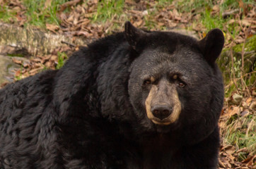 Black Bear Portrait