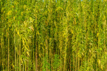 Field of the medical cannabis plant on summer