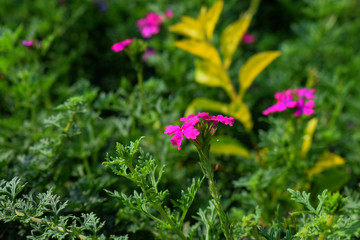 Obraz premium Pink colored attractive flowers in the garden with green leaves in the background