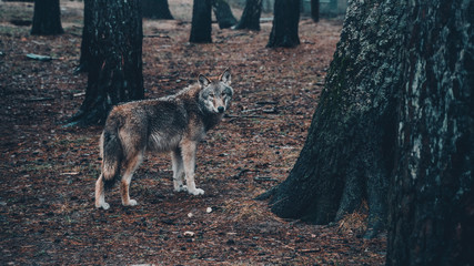 wolf wild animal nature danger dog wolves environment fur carnivore hunting © Ilya Nikanovich