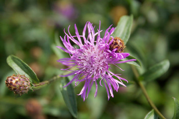 Centaurea. Purple wild flower or garden cornflower in the meadow

