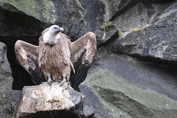 vulture scrutinizes in search of prey