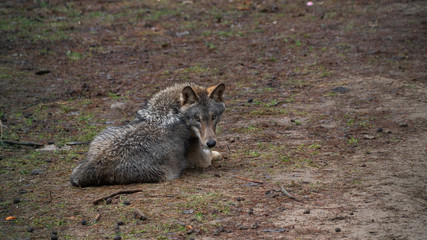 wolf wild animal nature danger dog wolves environment fur carnivore hunting