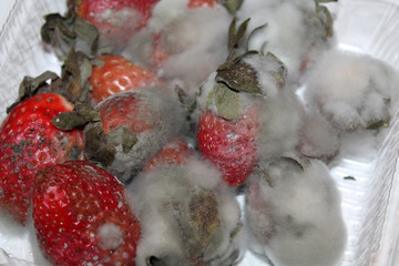 Gray mold on red ripe strawberries
