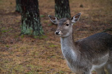 hunting horns elaphus deer wildlife antlers reindeer season nature mammal head 