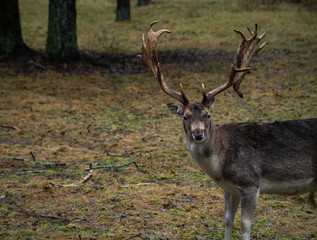 Naklejka na ściany i meble hunting horns elaphus deer wildlife antlers reindeer season nature mammal head 