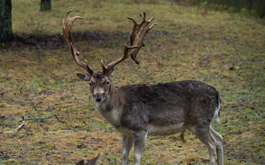 Naklejka na ściany i meble hunting horns elaphus deer wildlife antlers reindeer season nature mammal head 
