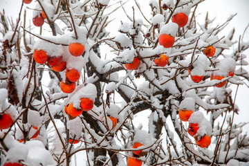 Fruits of Date plum tree or Diospyros lotus with the first snow