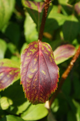 Forsythia bush in autumn with red spot on a green leaf
