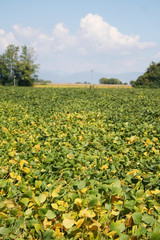 Fototapeta na wymiar Green and yellow soybean field in the italian countryside. Soybean cultivation 