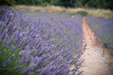 Obraz premium Lavandula, lavande, champs de lavande Provence