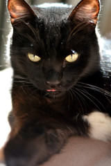 A black cat with green eyes and tongue sticking out