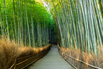 beautiful walkway in green bamboo forest, tourist famous place in Japan, Kyoto, Arashiyama