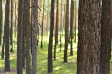 Blurred pine forest.