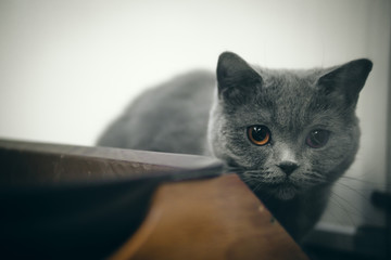 cute gray kitty hiding, copy space