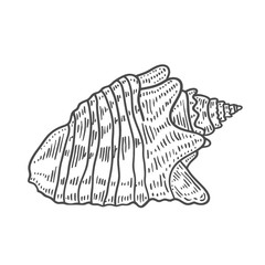 engraving illustration of spiral seashell
