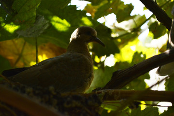neck sitting in the thickets of the vineyard