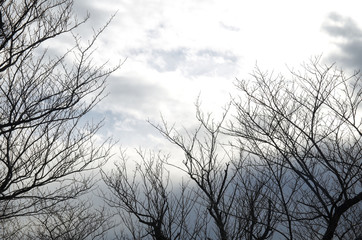 枯れ木と冬の空