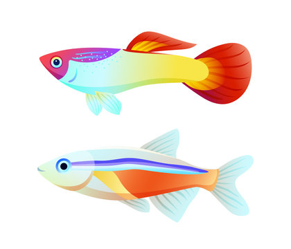 Neon Tetra and Guppy Fish Color Informative Poster