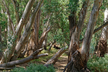 Valley with River Red Gum (Eucalyptus camaldulensis ) at  Flinders Ranges National Park National Park,South Australia