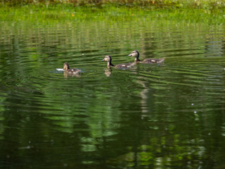 Ducklings on the pond, Charente-Maritime