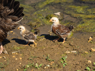 Following mum,  Charente-Maritime