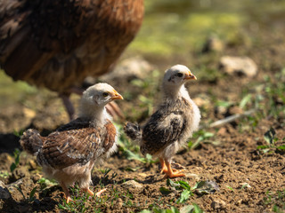 Two chicks in Charente-Maritime