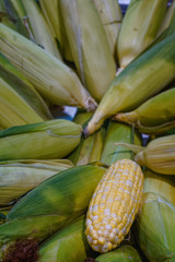 background of selective focus corn on the cob, some still in their husk