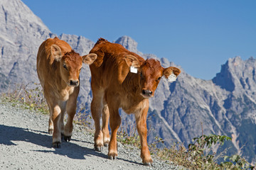 K&auml;lber in den Leonganger Steinbergen