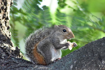 squirrel eating nut