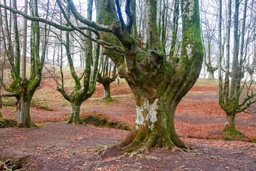 Ancient and magic beech forest in Basque country