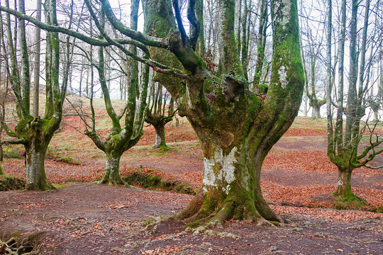 Fototapeta Ancient and magic beech forest in Basque country
